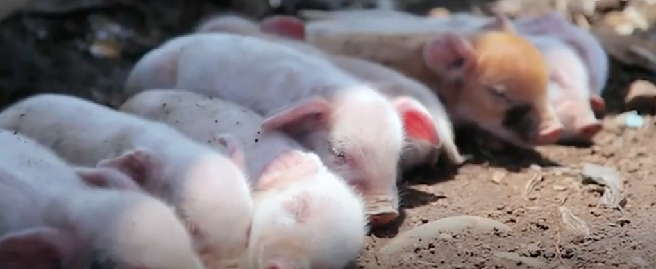 Los primeros cerdos clonados sin retrovirus para futuros trasplantes a humanos