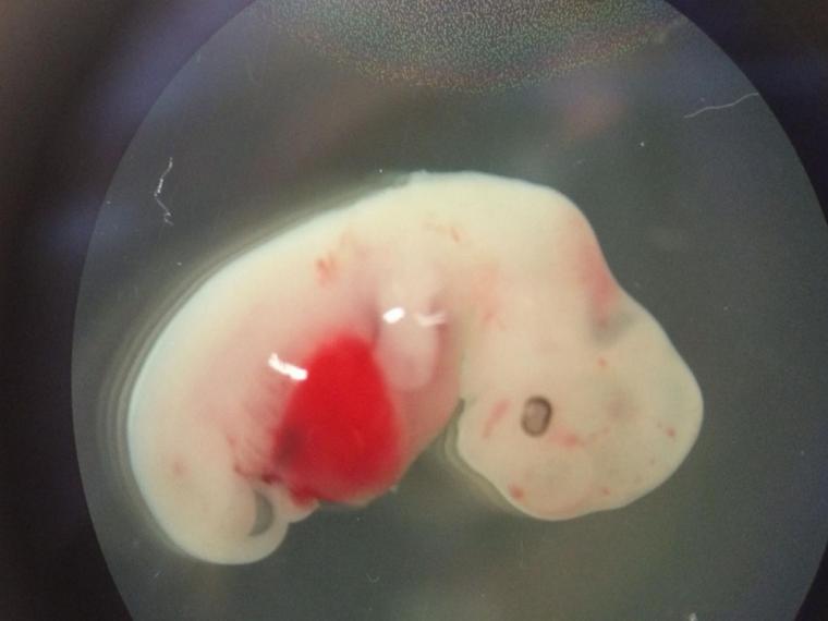 Crean embriones híbridos oveja-humano para cultivar órganos